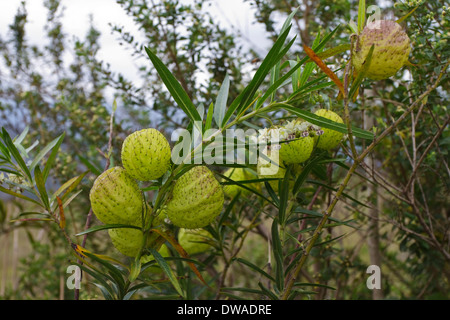 Les coupelles de semences Gomphocarpus physocarpus, communément connu sous le balloonplant, coton ballon-bush ou usine de Swan, est une espèce d'asclépiades. Banque D'Images