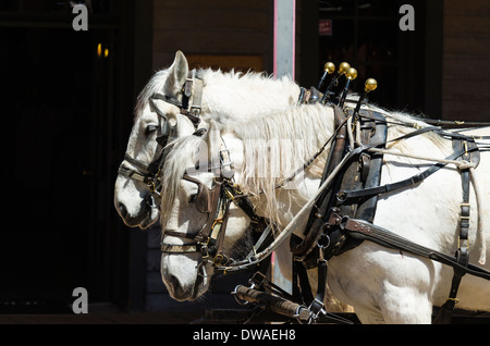 Cheval stagecoach, Tombstone, Arizona USA Banque D'Images