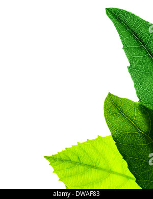 Vert feuilles frontière, plante fraîche isolé sur fond blanc, abstract natural pattern, copie espace, temps printemps concept saison Banque D'Images