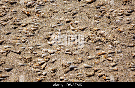 À marée basse, ces belles coquilles de mer sont bloqués face dans la même direction.cône ou coquille de la vis Banque D'Images