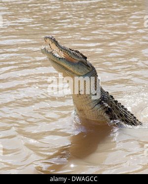 Les crocodiles ont appris à sauter pour la viande en Aidelaide River Territoire du Nord Banque D'Images