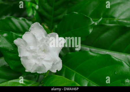 Beauté de fleur blanche avec des feuilles vertes Banque D'Images