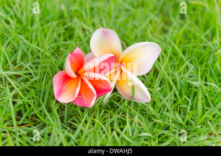 Fleur de frangipanier rose tombent sur l'herbe dans la breezy matin Banque D'Images