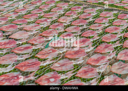 Calmars marines séchage par la lumière du soleil au bord de la mer Banque D'Images
