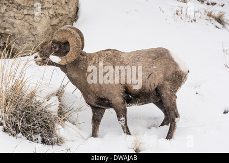 Bighorn (Ovis canadensis) mâles. La faune du parc de Yellowstone à Lamar Valley Falls Mammouth , Bretagne France Banque D'Images