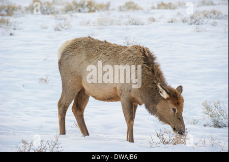 Le wapiti (Cervus elaphus) sur une pente enneigée sur le Columbia Plateau Blacktail.La faune du parc de Yellowstone à Lamar Valley. Banque D'Images