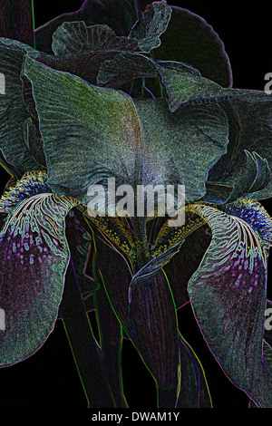 Effet spécial image de l'Iris (iris germanica) x Banque D'Images