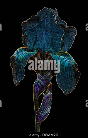 Effet spécial image de l'Iris (iris germanica) x Banque D'Images