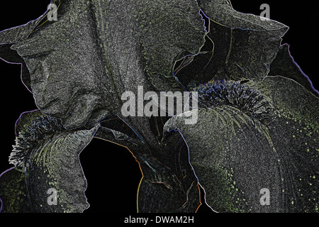 Effet spécial image de l'Iris (iris germanica) x Banque D'Images