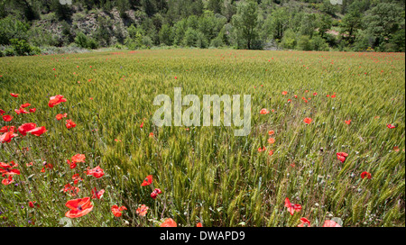 Des champs de pavot france provence entre les cultures Banque D'Images