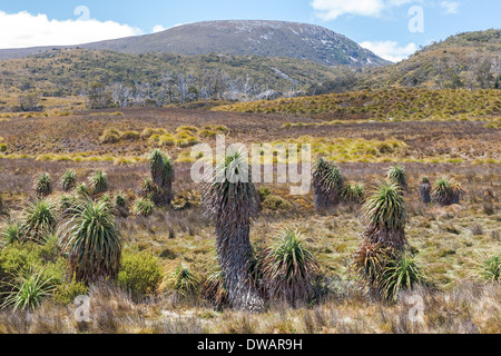 Button grass moorland et Pandani ou Giant Grass Tree, parc national de Cradle Mountain, Tasmanie, Australie Banque D'Images