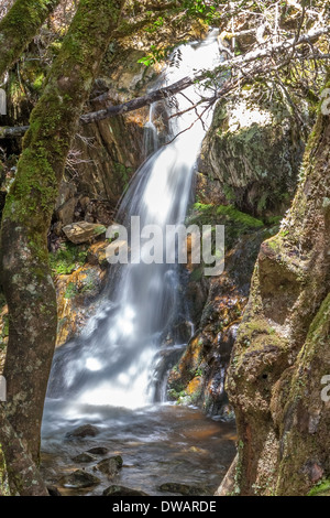 Une des nombreuses chutes d'eau parmi les arbres, parc national de Cradle Mountain, Tasmanie, Australie Banque D'Images