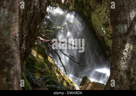 Une des nombreuses chutes d'eau parmi les arbres, parc national de Cradle Mountain, Tasmanie, Australie Banque D'Images