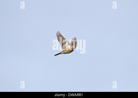 F Turdus Fieldfare Banque D'Images