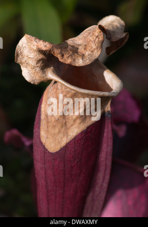 Sarracénie, mourir en décomposition du haut vers le bas. Les Jardins botaniques royaux de Kew. UK. Banque D'Images