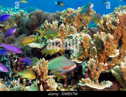 Reef scène colorée. Banque D'Images