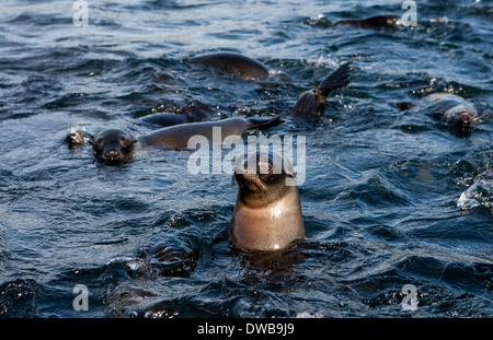 New Zealand fur seals. Banque D'Images