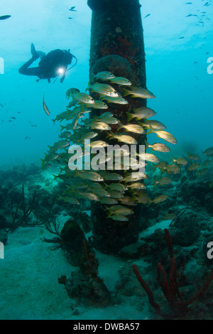 Scuba Diver à Salt Pier. Banque D'Images