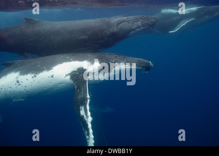 Vue sous-marine des baleines à bosse. Banque D'Images