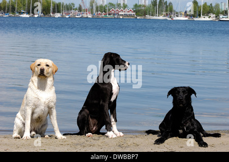 Trois chiens à la plage Banque D'Images