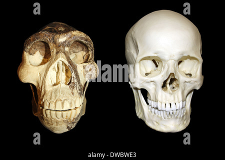 Zhoukoudian (Choukoutien) Homo erectus Homo sapiens moderne vs Crâne Crâne Banque D'Images