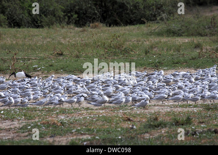 White-winged tern affluent en Ouganda Banque D'Images