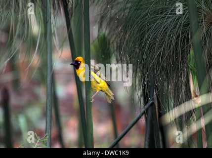 Le nord de brown-throated weaver en marais de papyrus en Ouganda Banque D'Images