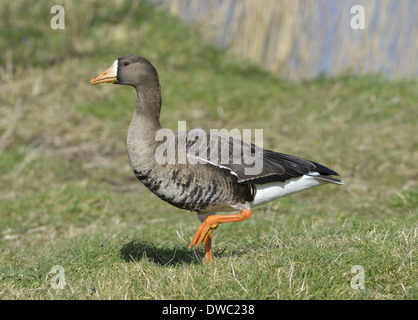 Groenland - Oie rieuse Anser albifrons flavirostris Banque D'Images