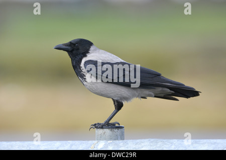 Hooded Crow Corvus cornix Banque D'Images