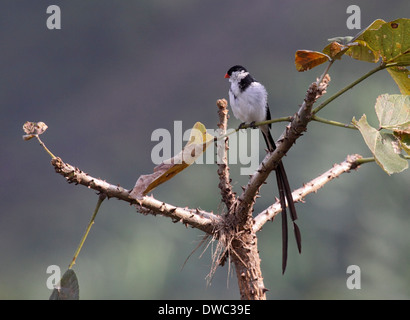 Pin-tailed whydah mâle en plumage nuptial en Ouganda Banque D'Images