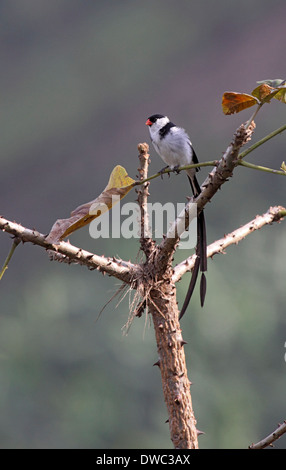 Pin-tailed whydah mâle en plumage nuptial en Ouganda Banque D'Images