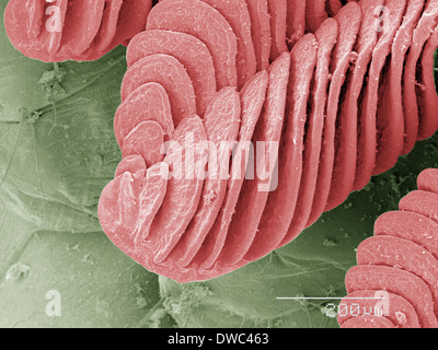 Coloured SEM de branchies crevettes côte Banque D'Images