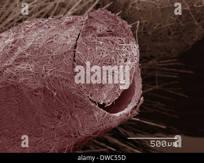 Coloured SEM d'hyménoptère cocoon Banque D'Images