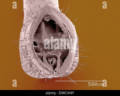 Coloured SEM d'assassin bug mandibules, section transversale Banque D'Images