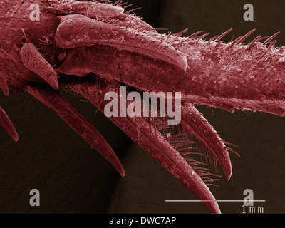 SEM de couleur chambre cricket (Acheta domesticus) tarse Banque D'Images