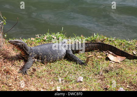 Sri Lanka, Kandy ; eau, varan Varanus salvator, Banque D'Images