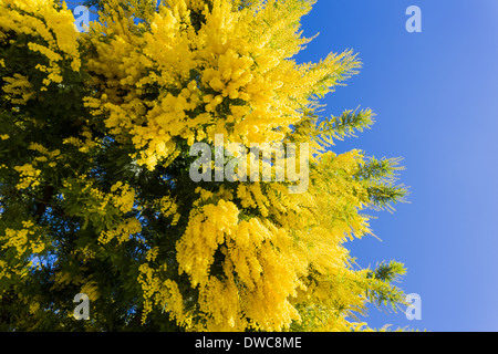 Fleurs de Mimosa Banque D'Images