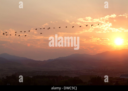 Un troupeau d'oies voler au lever du soleil à Boise, Idaho, USA. Banque D'Images