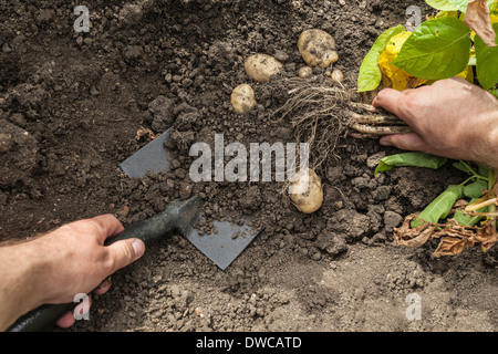 Man déterrer les pommes de terre de jardin Banque D'Images