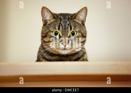 Portrait de chat domestique avec motif tabby mackerel Banque D'Images