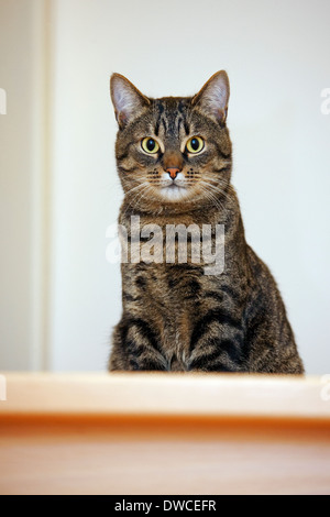 Chat domestique avec motif tabby mackerel située au-dessus de l'escalier des chambre Banque D'Images