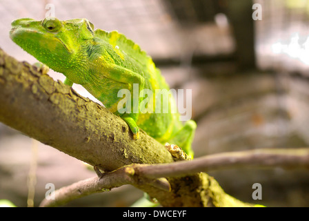 Avec un camouflage vert caméléon sur une branche d'un arbre. Banque D'Images