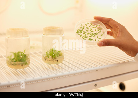 Female scientist holding plant sample in petri dish Banque D'Images