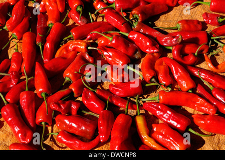 Le séchage au soleil piment rouge sur un tissu de matt, Prok, au Népal. Banque D'Images