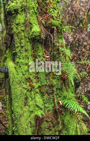 Gordon River, forêt tropicale tempérée, avec Huon Pine, Blackwood, Myrtle & Moss, Strahan, Tasmanie, Australie Banque D'Images
