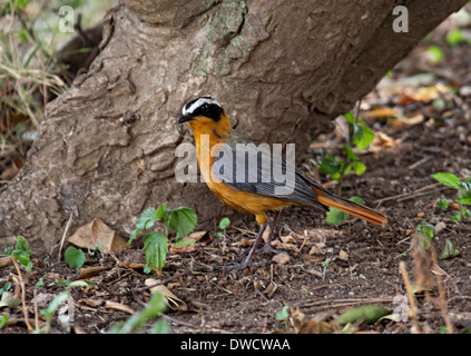 White-browed robin-chat en Ouganda Banque D'Images