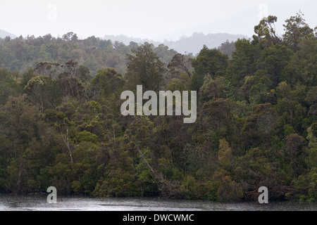Gordon River, forêt tropicale tempérée, Strahan, Tasmanie, Australie Banque D'Images