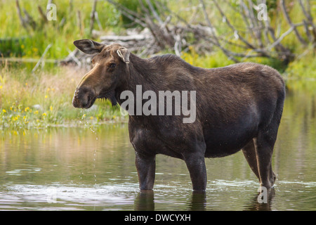 Une belle femelle profitant de l'eau dans le Grand Teton National Park. Banque D'Images