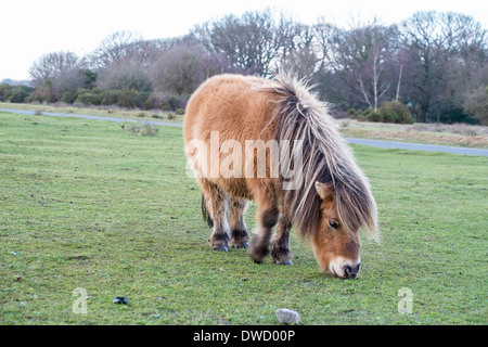 Poney Shetland Poney New Forest dans le Hampshire Banque D'Images