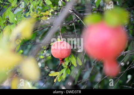 Des grenades sur un arbre, l'Arménie, Meghri - 19 août 2013 Banque D'Images